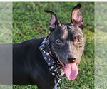 Small #4 American Pit Bull Terrier Mix