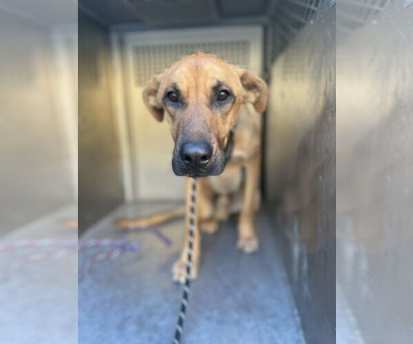 Medium Photo #4 Mutt Puppy For Sale in El Centro, CA, USA