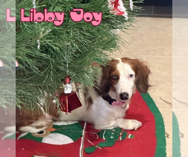 Medium Photo #10 Dachshund Puppy For Sale in San Antonio, TX, USA