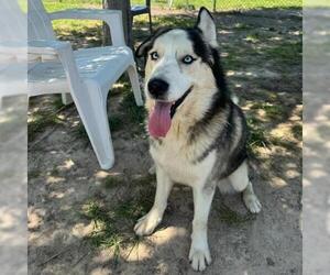 Alaskan Malamute Dogs for adoption in Conroe, TX, USA