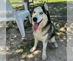 Small Alaskan Malamute