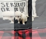 Small Photo #15 Anatolian Pyrenees Puppy For Sale in LEWIS, IA, USA