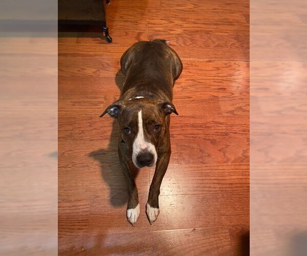 Medium Photo #13 Mountain Cur-Unknown Mix Puppy For Sale in Doylestown, PA, USA