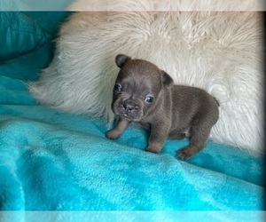 French Bulldog Puppy for sale in DALLAS, TX, USA