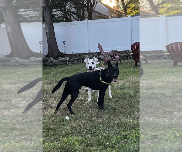 Medium Photo #10 Labrador Retriever-Unknown Mix Puppy For Sale in Westwood, NJ, USA