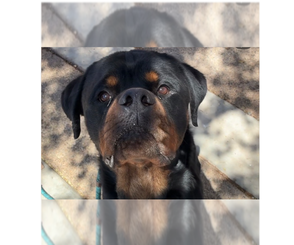 Medium Photo #1 Rottweiler Puppy For Sale in Gilbert, AZ, USA