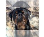 Small Rottweiler