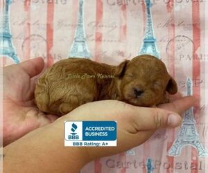 Poodle (Toy) Puppy for sale in WINNSBORO, LA, USA