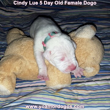 Medium Photo #21 Dogo Argentino Puppy For Sale in PINEVILLE, MO, USA