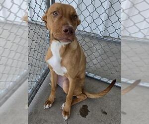 Mutt Dogs for adoption in Bakersfield, CA, USA