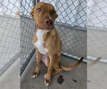 *HAZY - Female Mutt Dog for Adoption - Small photo