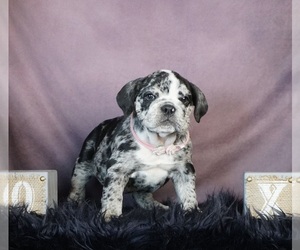 Olde English Bulldogge Puppy for sale in WARSAW, IN, USA