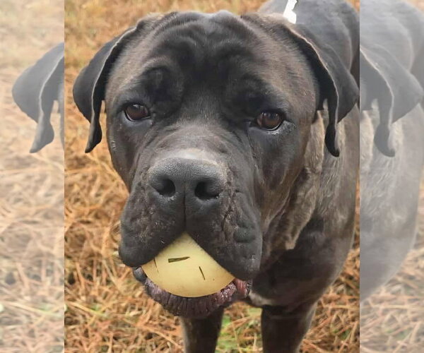 Medium Photo #2 Mutt Puppy For Sale in Social Circle, GA, USA