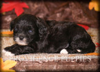 Small Photo #3 ShihPoo Puppy For Sale in COPPOCK, IA, USA