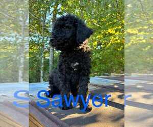 Labradoodle Dogs for adoption in Scottsboro, AL, USA