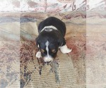 Small Photo #5 Australian Shepherd Puppy For Sale in NEW IBERIA, LA, USA