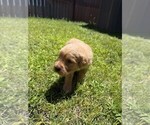 Small #7 Golden Retriever