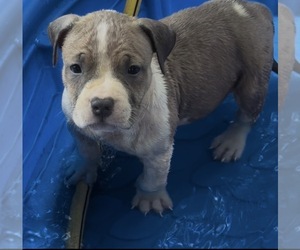 Medium American Bully