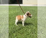 Small #2 Australian Shepherd