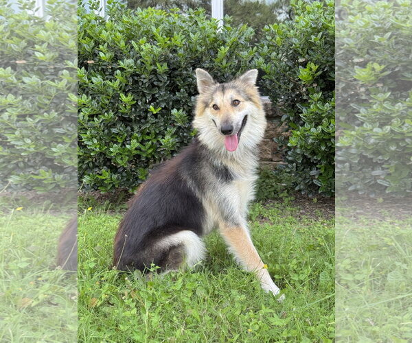 Medium Photo #3 Collie-Unknown Mix Puppy For Sale in PIPE CREEK, TX, USA