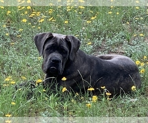Father of the Cane Corso puppies born on 10/21/2020