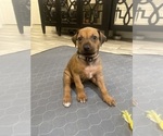 Small Photo #2 Rhodesian Ridgeback Puppy For Sale in KELLER, TX, USA