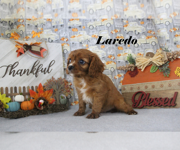 Medium Photo #17 Cavalier King Charles Spaniel Puppy For Sale in CHANUTE, KS, USA