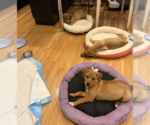 Small #3 Labrador Retriever Mix