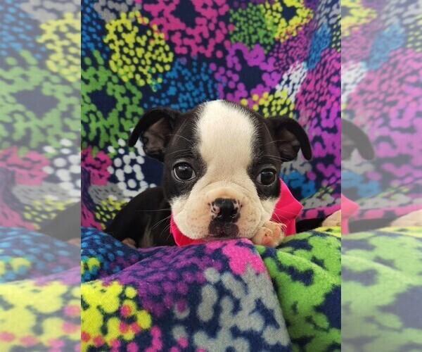 Medium Photo #6 Boston Terrier Puppy For Sale in LANCASTER, PA, USA