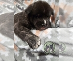 Small Photo #4 Akita Puppy For Sale in DAYTON, WY, USA