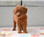 Small #2 Poodle (Miniature)