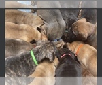 Small Photo #1 Cane Corso-Dogue de Bordeaux Mix Puppy For Sale in GIG HARBOR, WA, USA