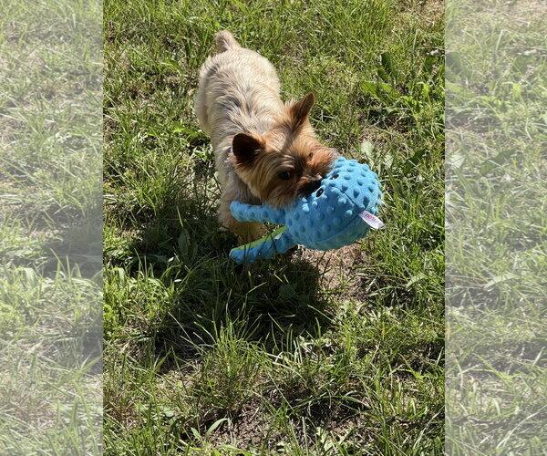 Medium Photo #13 Mutt Puppy For Sale in Allentown,, PA, USA