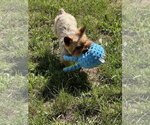 Small Photo #13 Mutt Puppy For Sale in Allentown,, PA, USA