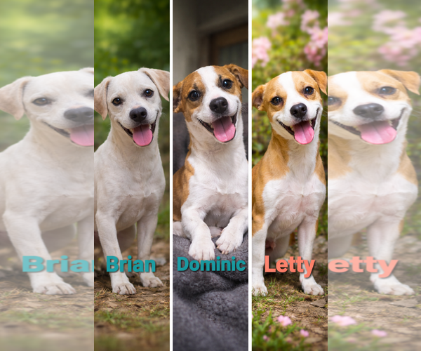 Medium Photo #1 Mutt Puppy For Sale in NEWPORT NH, NH, USA