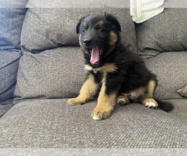 Medium Photo #13 German Shepherd Dog Puppy For Sale in YUCCA VALLEY, CA, USA