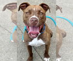 Small #15 American Pit Bull Terrier Mix