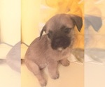 Small #2 Engatzu Spaniel-Frenchie Pug Mix