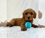 Small #4 Goldendoodle (Miniature)