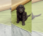 Small Photo #14 Goldendoodle Puppy For Sale in LOTHIAN, MD, USA