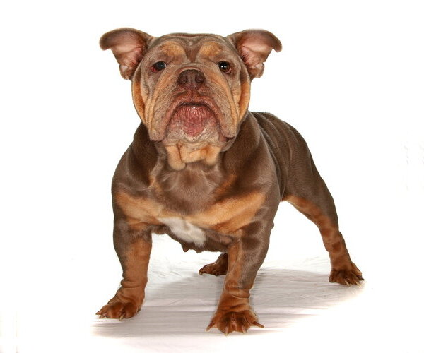 Medium Photo #2 French Bulldog-Unknown Mix Puppy For Sale in Oakland Park, FL, USA
