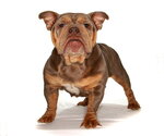 Small #1 French Bulldog Mix