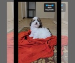 Small #2 Poodle (Toy)