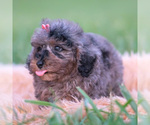 Small #2 Poodle (Toy)