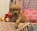 Sadie - Female Golden Retriever Puppy for Sale - Photo #3