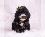 Small #4 Poodle (Toy)