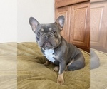 Small Photo #1 French Bulldog Puppy For Sale in SCURRY, TX, USA