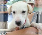 Small #4 Labrador Retriever Mix