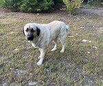Small #3 Caucasian Shepherd Dog-Kangal Dog Mix