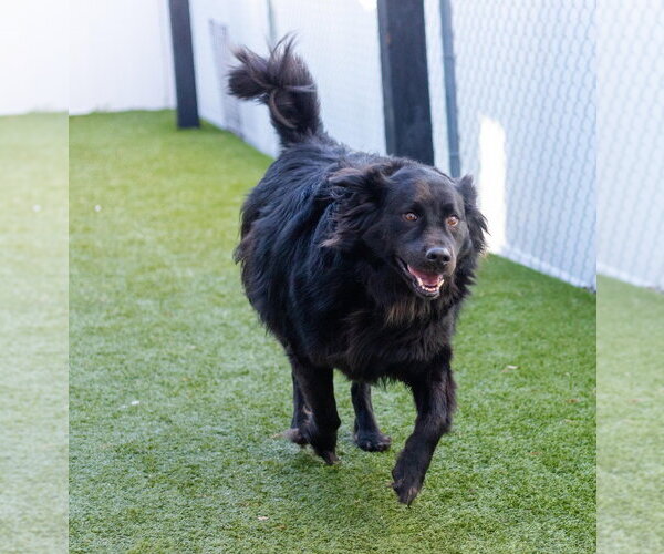 Medium Photo #2 Retriever -Unknown Mix Puppy For Sale in Canton, CT, USA
